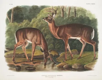 Cervus Virginianus Common Or Virginian Deer Old Male Female