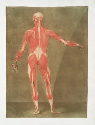 Cette Figure Represente Les Muscles Qui Se Trouvent A La Face Posterieure Du Corps