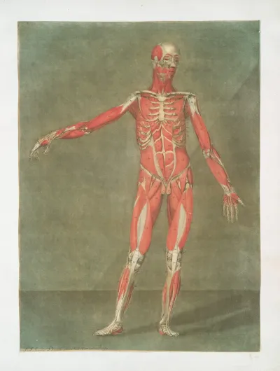 Cette Planche Represente Les Muscles Las Ligamens
