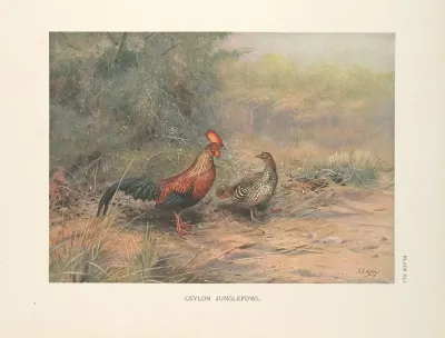 Ceylon Junglefowl Gallus Lafayetti
