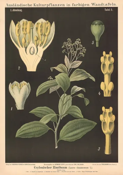 Ceylonischer Zimtbaum Laurus Cinnamomum L