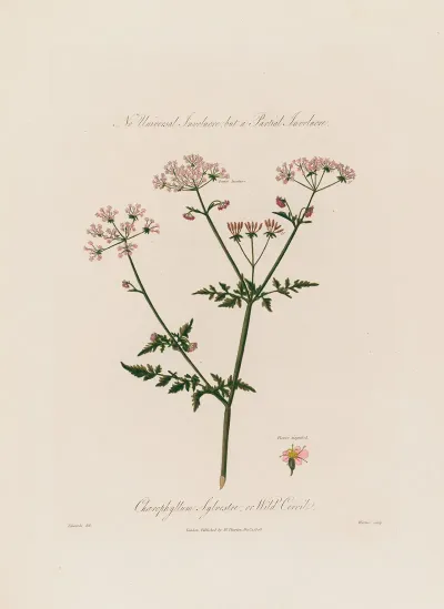 Chaerophyllum Sylvestre Or Wild Cervil