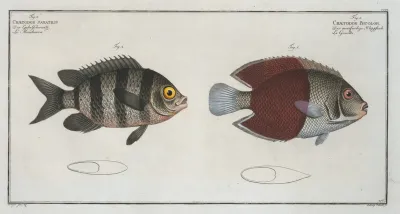 Chaetodon Bicolor 2 Chaetodon Saxatilis