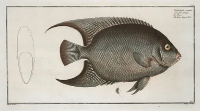 Chaetodon Ciliaris The Hairy Angel Fish
