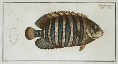 Chaetodon Fasciatus