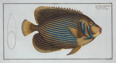 Chaetodon Imperator