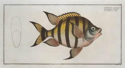 Chaetodon Marginatus