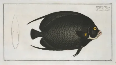 Chaetodon Paru The Variegated Angel Fish