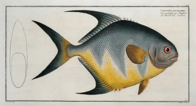 Chaetodon Rhomboides