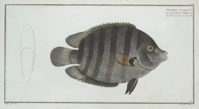 Chaetodon Suratensis