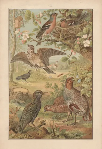 Chaffinch Lark Starling And Partridge