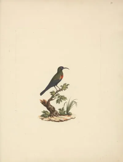 Chalcomitra Senegalensis Scarlet Chested Sunbird 2