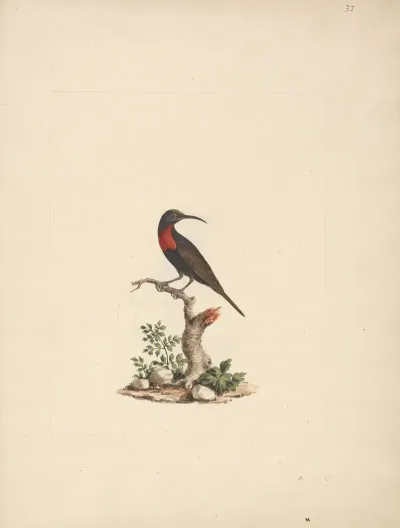 Chalcomitra Senegalensis Scarlet Chested Sunbird
