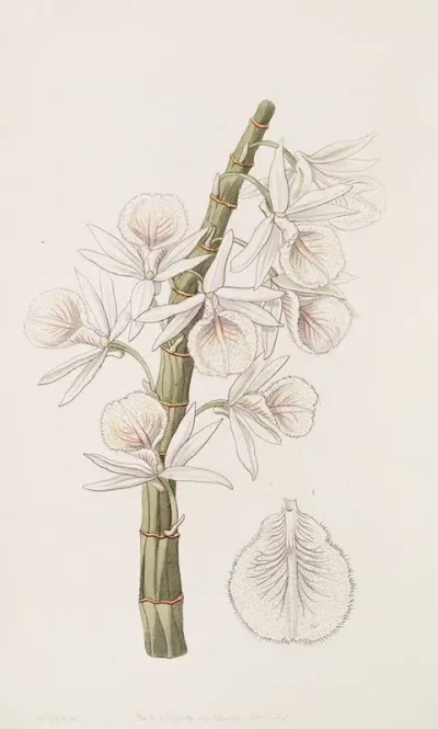 Chalk White Dendrobe