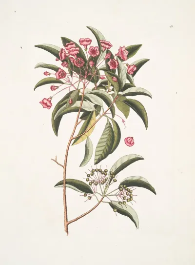 Chamaedaphne Foliis Tini
