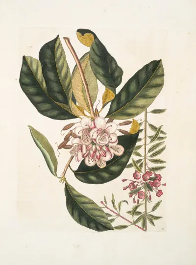 Chamaerhododendros Chamaedaphne Semper Virens C