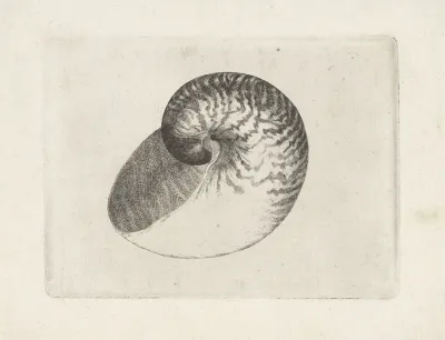 Chambered Nautilus Nautilus Pompilius