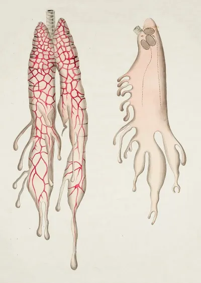 Chameleon Lungs