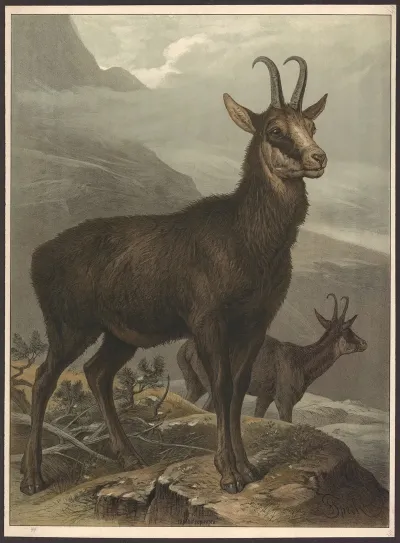 Chamois 3