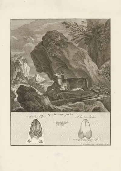 Chamois