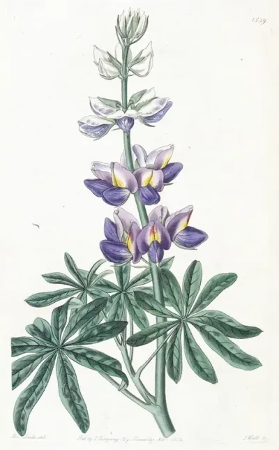 Changeable Lupine