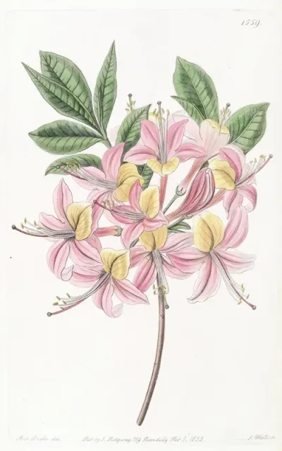 Changeable Pontic Azalea