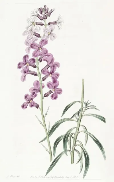 Changeable Wall Flower