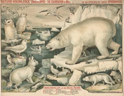 Characteristic Life In The Arctic Regions