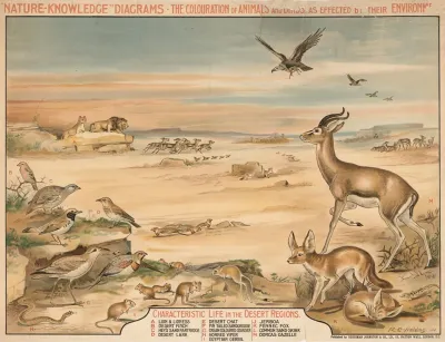 Characteristic Life In The Desert Region