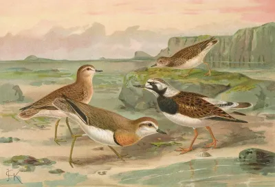 Charadrius Asiaticus Arenaria Interpres