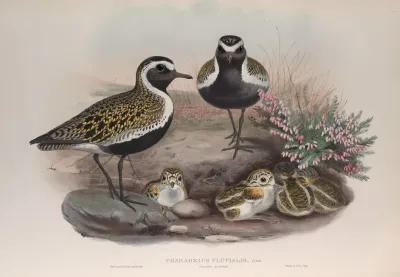 Charadrius Pluvialis Summer Plumage Golden Plover Summer Plumage