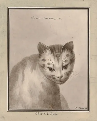 Chat De La Liberte Dapres Natur