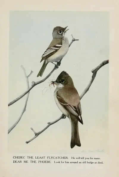 Chebec The Least Flycatcher Dear Me The Phoebe