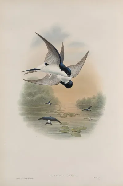 Chelidon Urbica House Martin