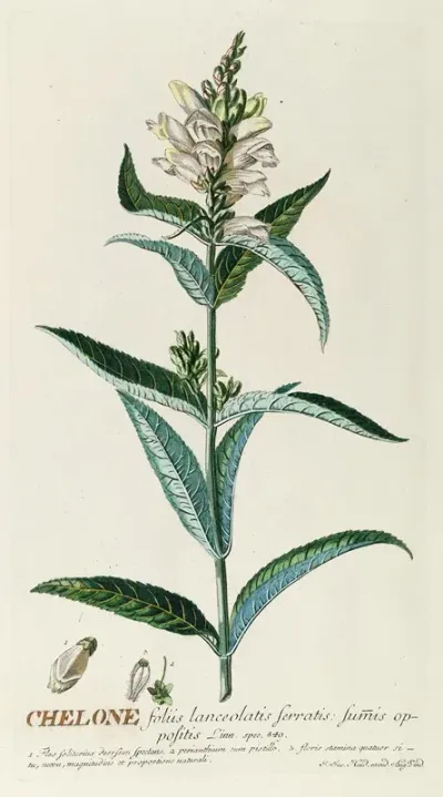 Chelone