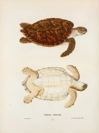 Chelonia Imbricata