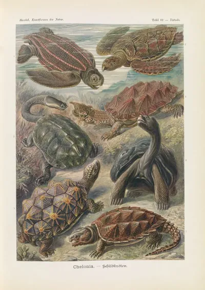 Chelonia Schildkroten