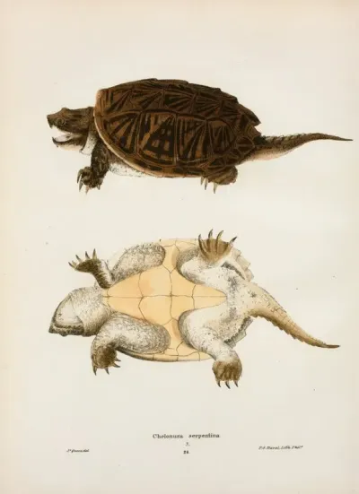Chelonura Serpentina