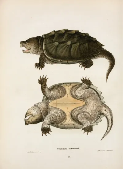 Chelonura Temminckii