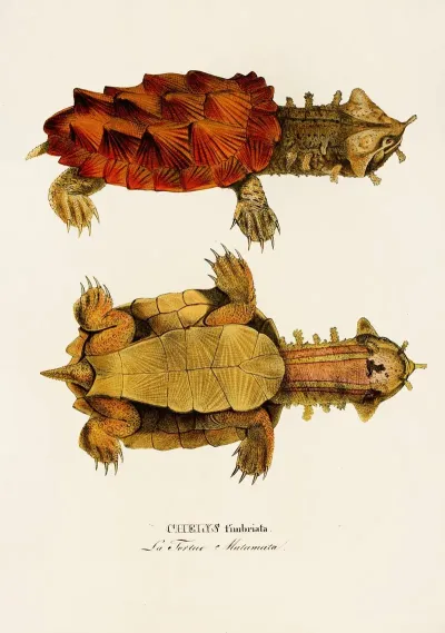 Chelys Fimbriata