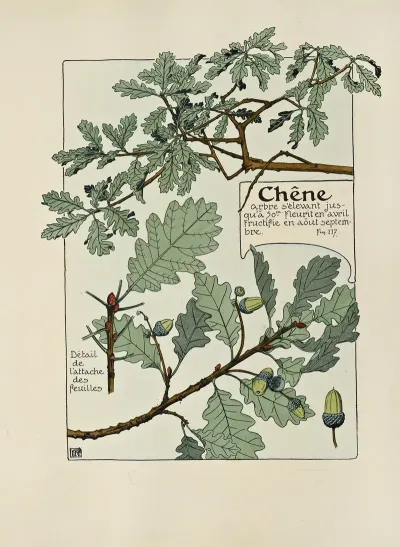 Chene