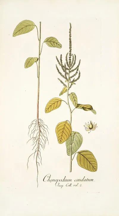 Chenopodium Caudatum