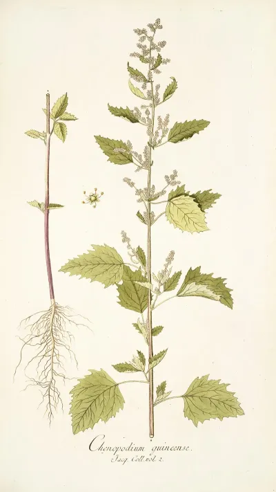Chenopodium Guineense