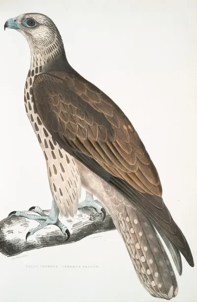 Cherrug Falcon Falco Cherrug