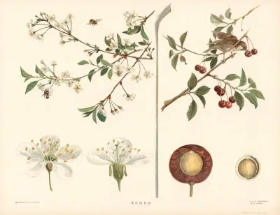 Cherry 2