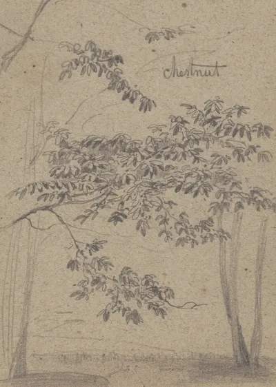 Chestnut
