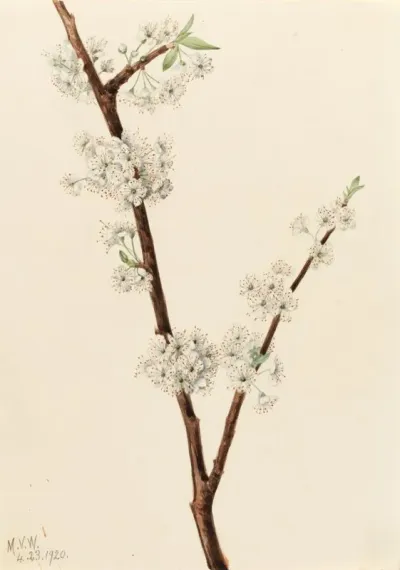 Chickasaw Plum Prunus Angustifolia 2