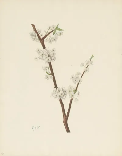 Chickasaw Plum Prunus Angustifolia 3