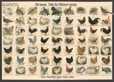 Chicken Breeds