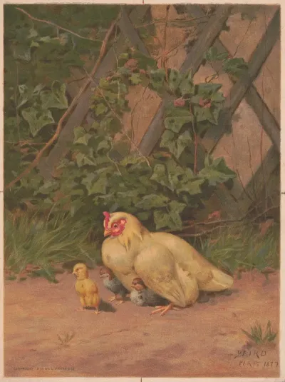 Chickens 7